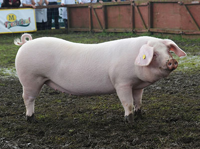 Породы свиней - Кабохин
